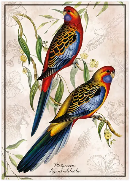 Puzzle 1000 Birds 1 Platycercus gans Ad idae 5902277405173 plansza_bez_wykrojnika 72ppi.webp