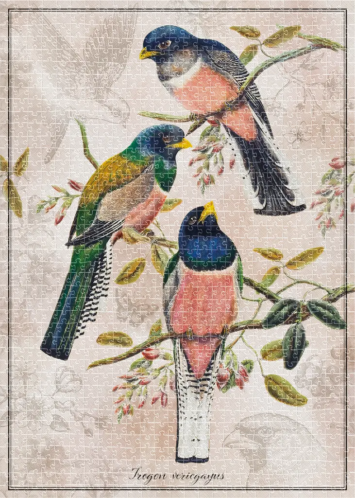 Puzzle 1000 Birds 4 Trogon Variegatus 5902277405203 plansza 72ppi.webp