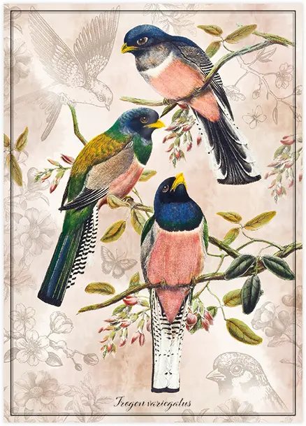 Puzzle 1000 Birds 4 Trogon variegatus 5902277405203 plansza_bez_wykrojnika 72ppi.webp