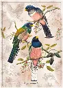 Puzzle 1000 Birds 4 Trogon variegatus 5902277405203 plansza_bez_wykrojnika 72ppi.webp